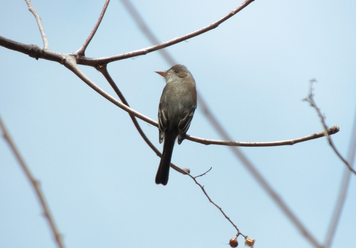 Tumbes Pewee - Jorge Tiravanti