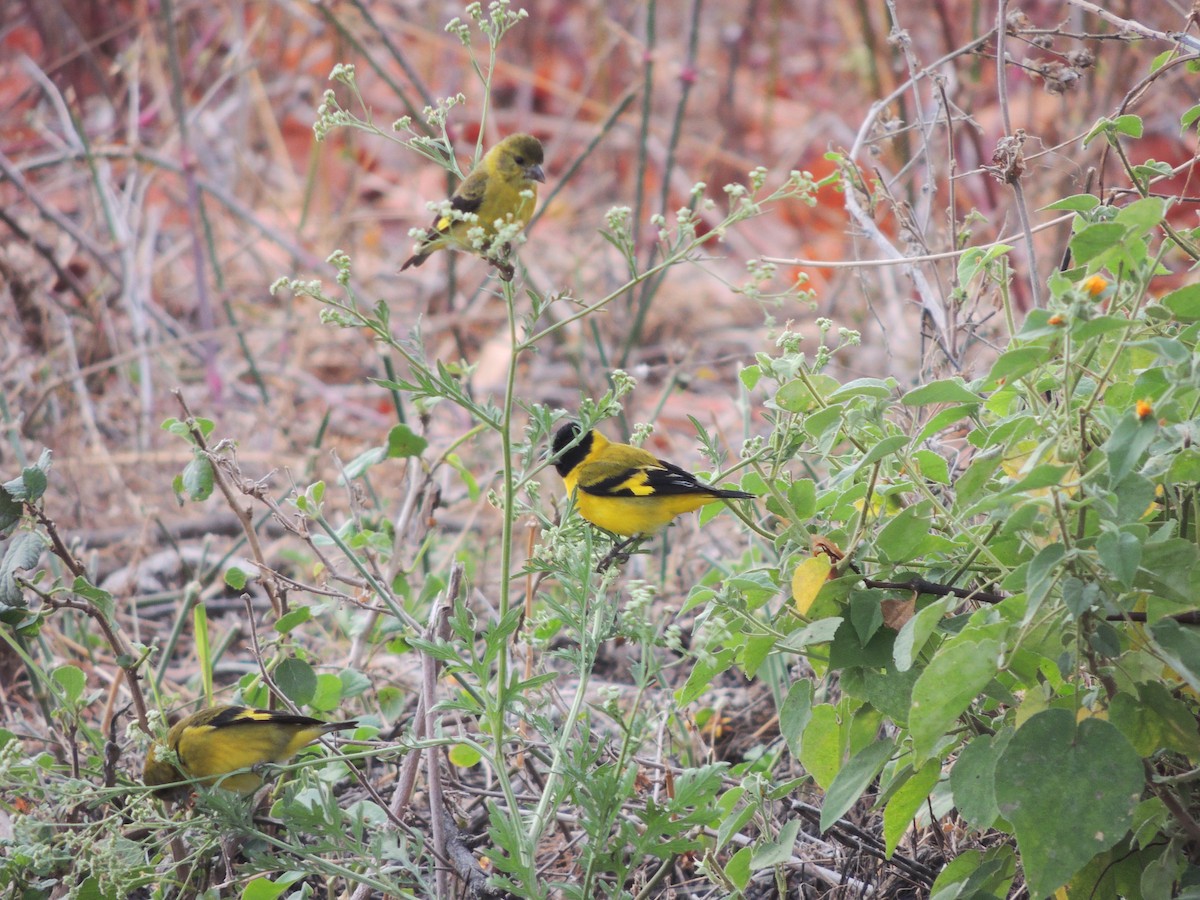 Hooded Siskin - ML134138051