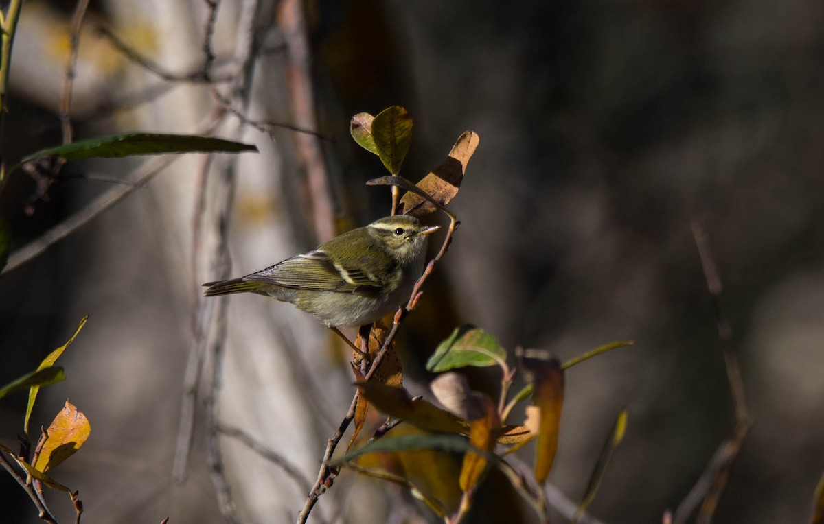 Yellow-browed Warbler - ML134138481