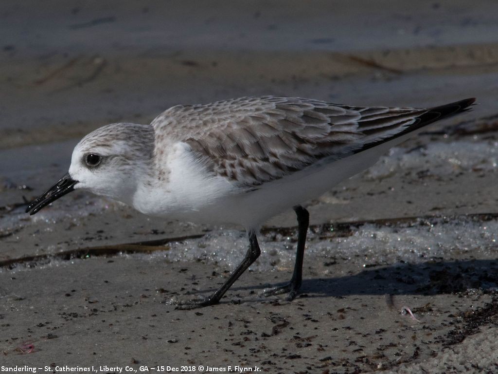 Bécasseau sanderling - ML134138981