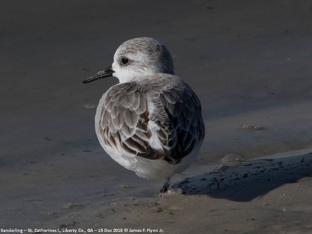 Bécasseau sanderling - ML134139011