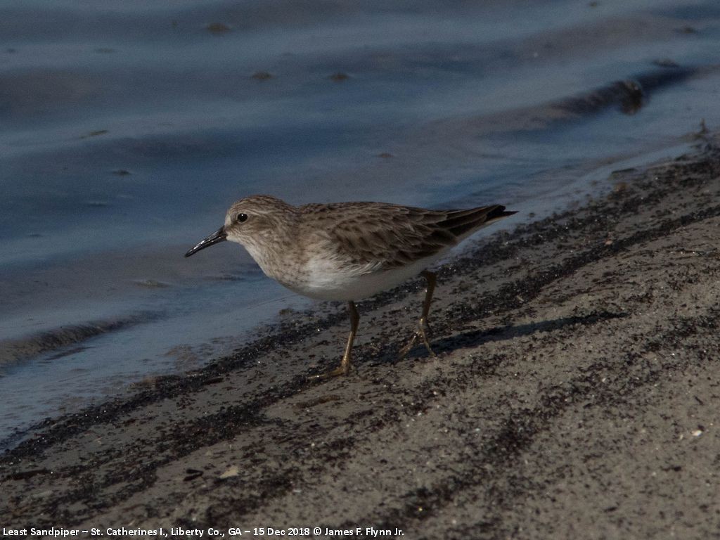 Least Sandpiper - James Flynn