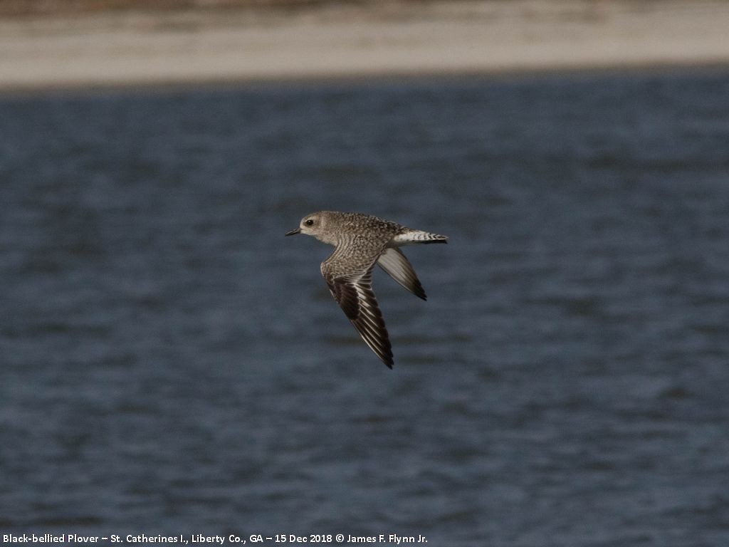 Black-bellied Plover - ML134139261