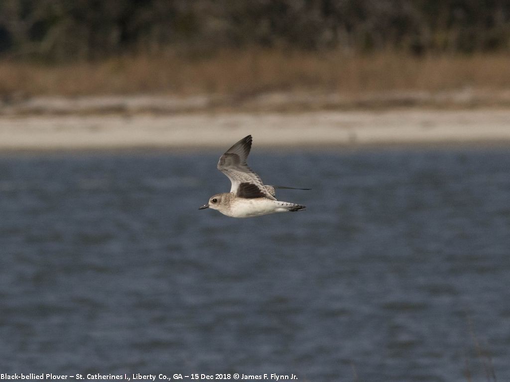 Black-bellied Plover - James Flynn