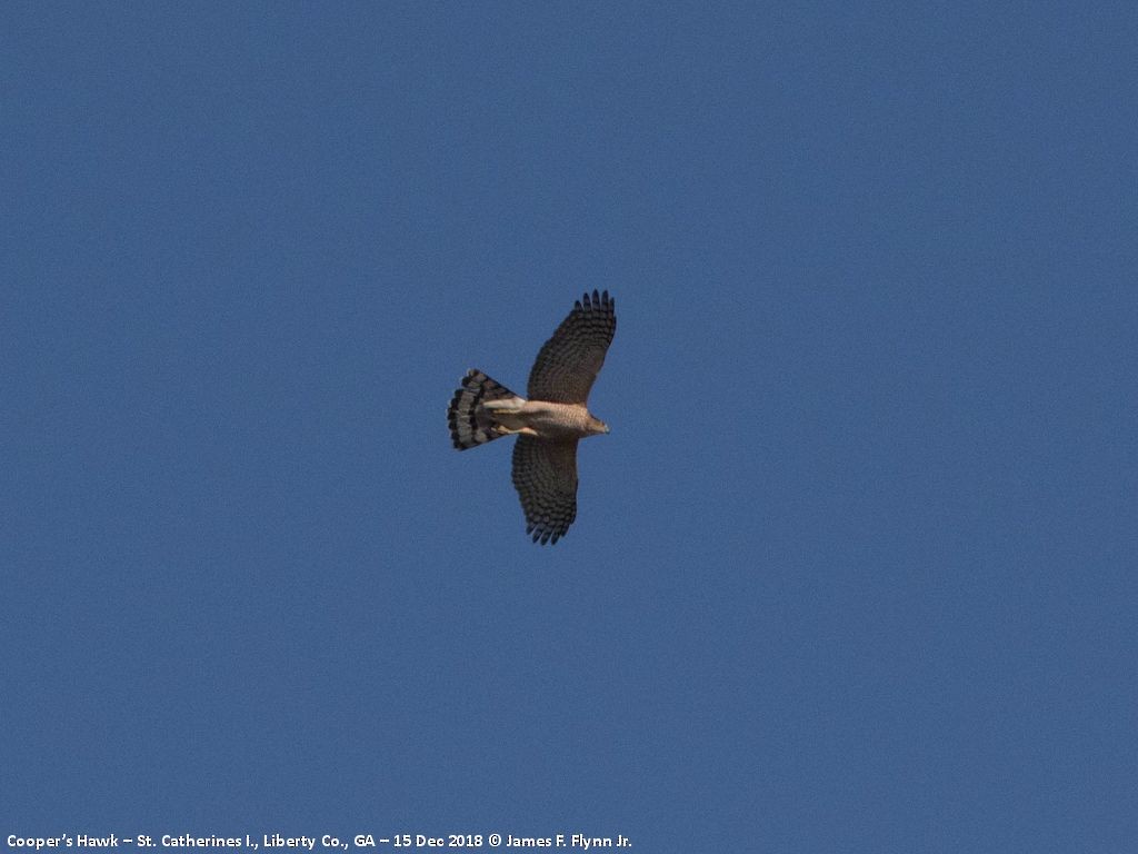 Cooper's Hawk - ML134139351