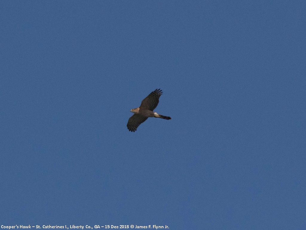 Cooper's Hawk - ML134139371