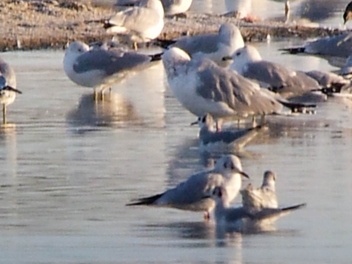 Bonaparte's Gull - ML134139391