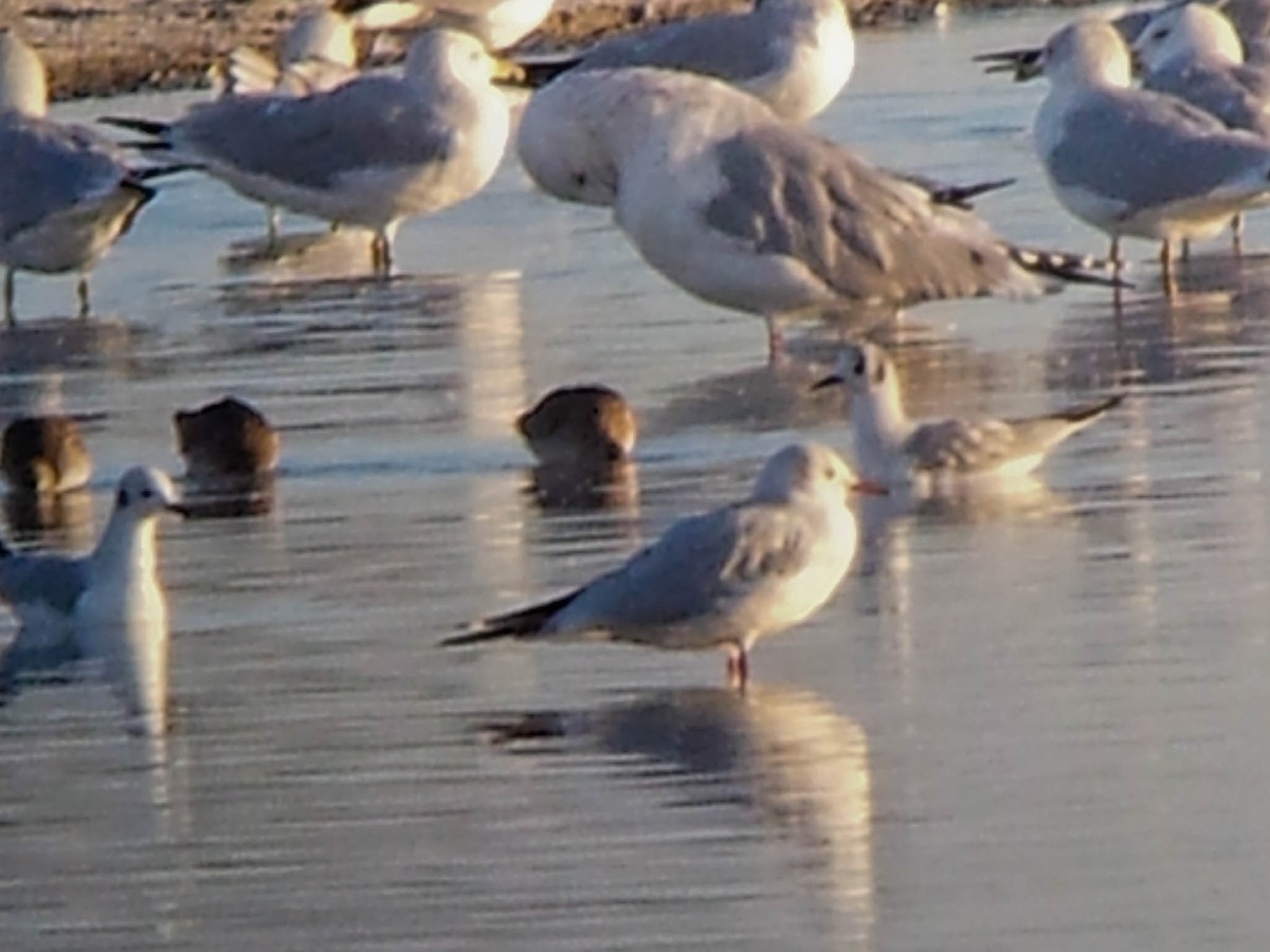 Black-headed Gull - ML134139401