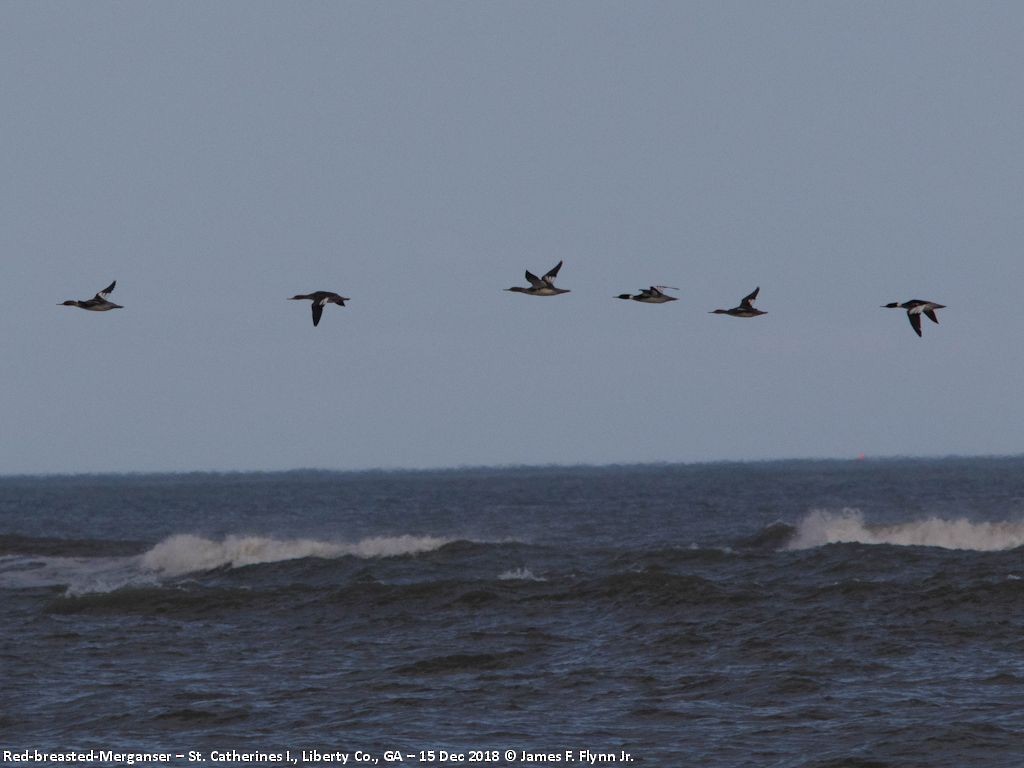 Red-breasted Merganser - James Flynn