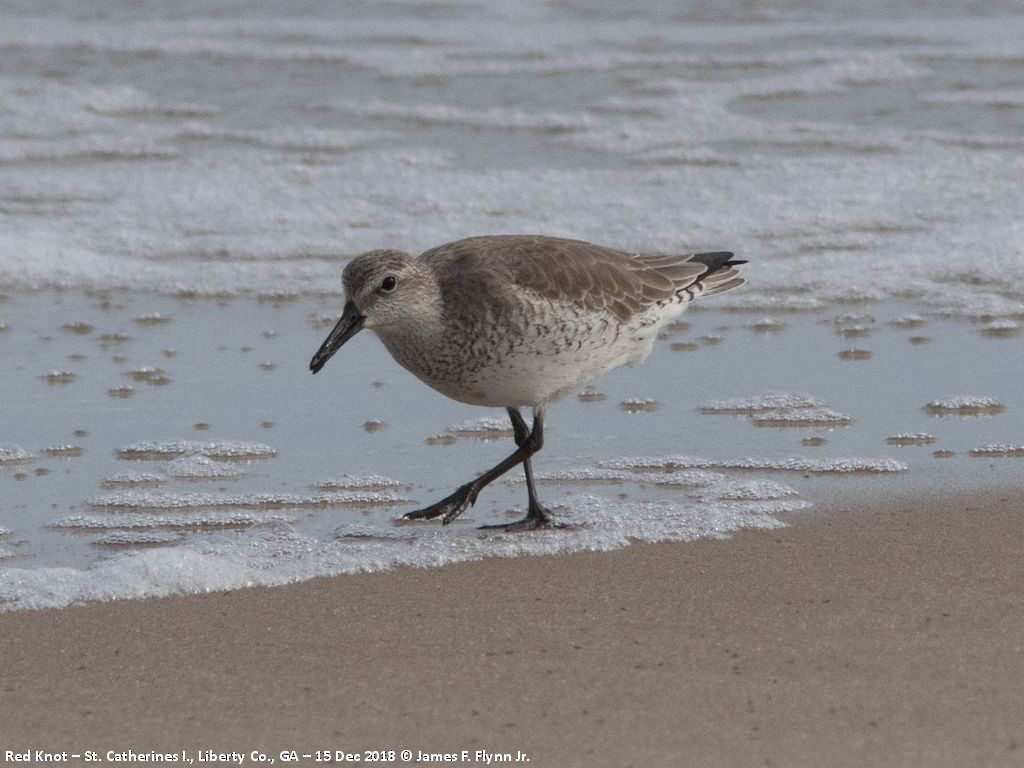 Red Knot - James Flynn