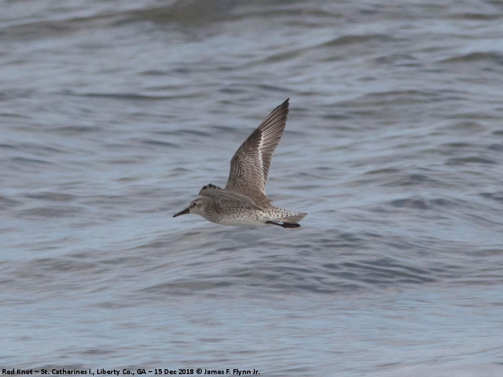 Red Knot - James Flynn