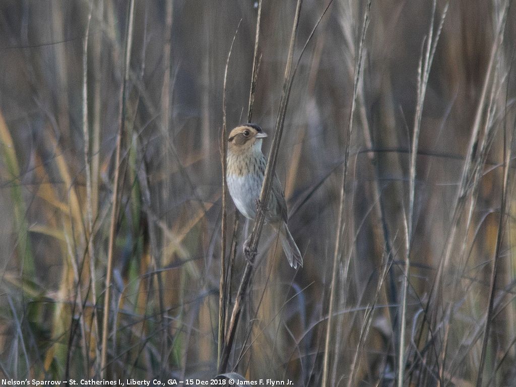 Nelson's Sparrow - ML134139681