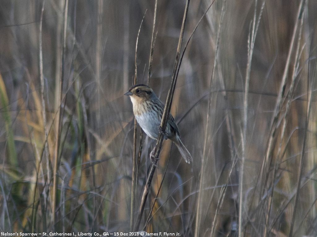 Nelson's Sparrow - ML134139711