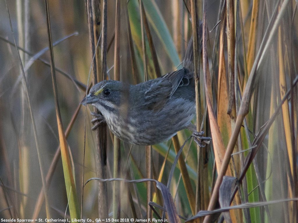 Seaside Sparrow - ML134139751