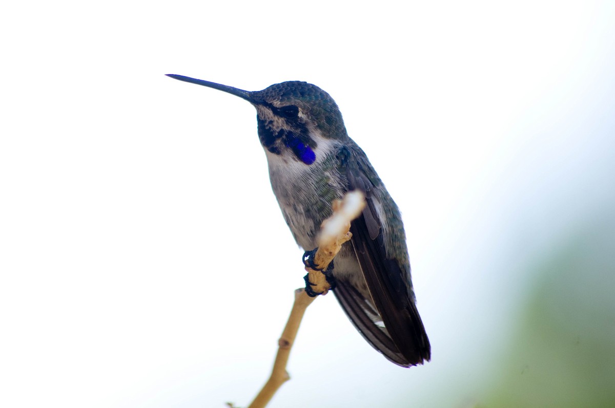 Costa's Hummingbird - Fred Hochstaedter