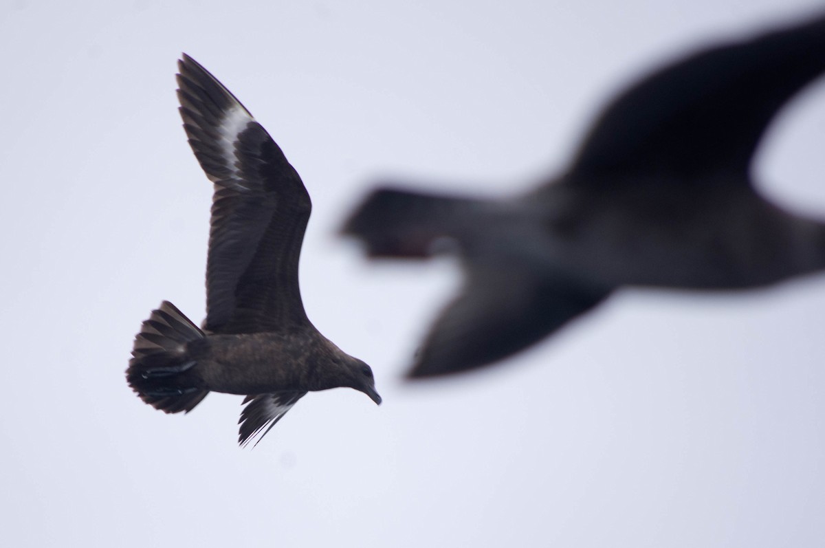 South Polar Skua - ML134141891