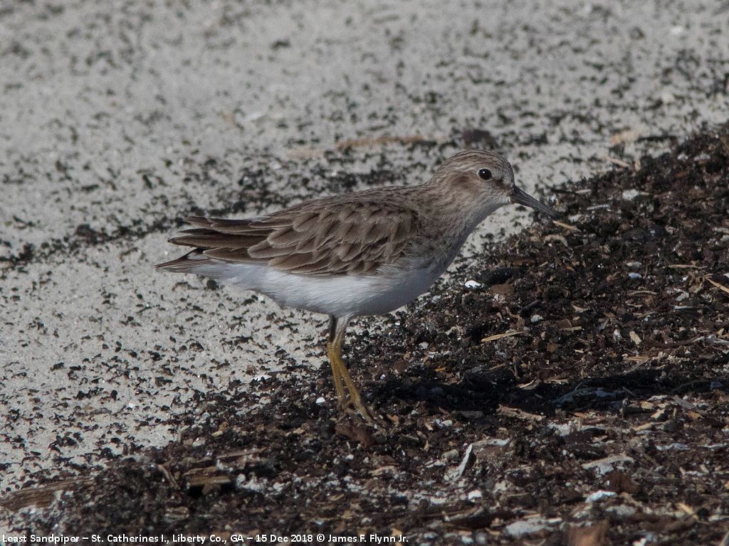 Least Sandpiper - James Flynn