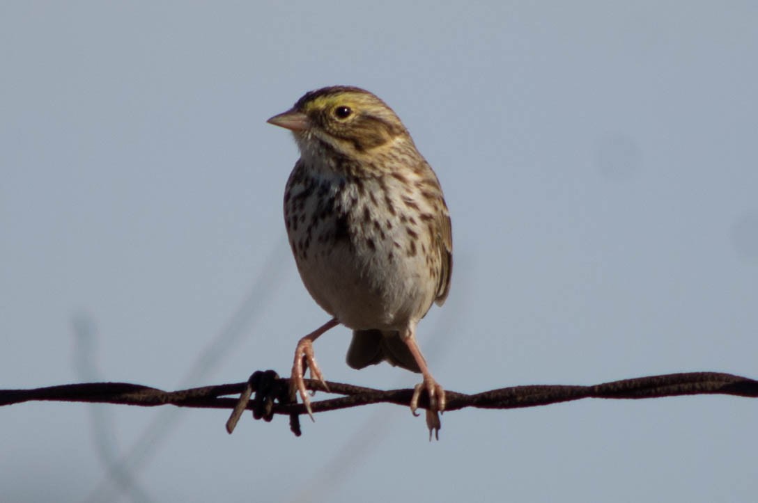 Savannah Sparrow - ML134142551