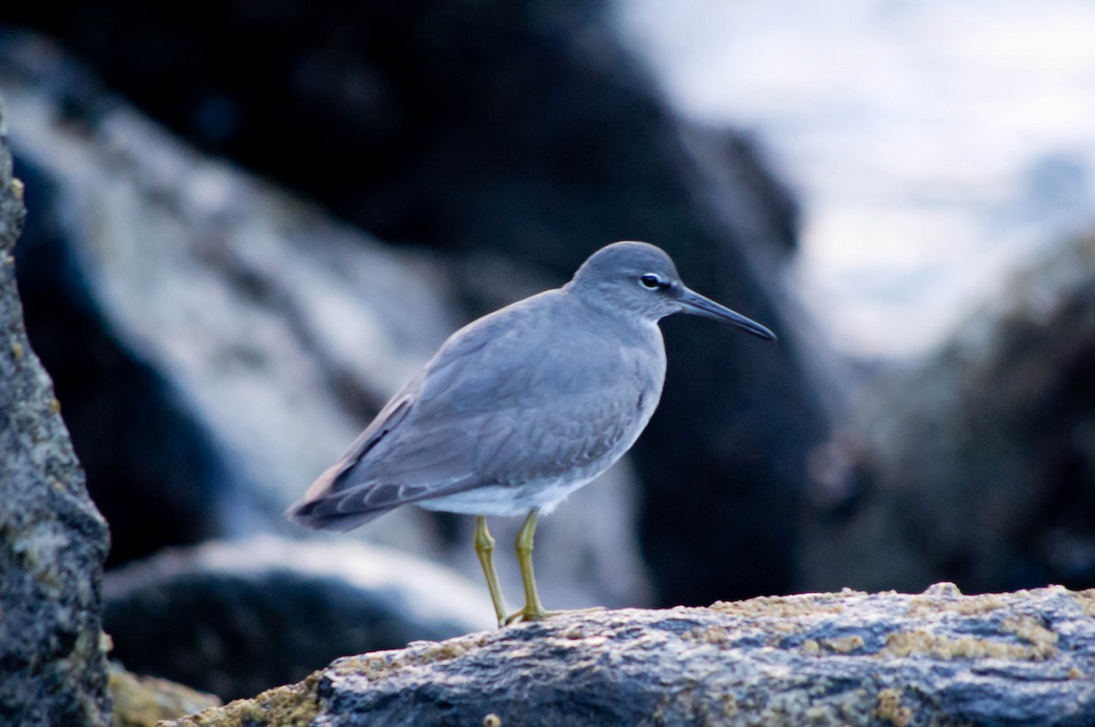 Wandering Tattler - ML134142681