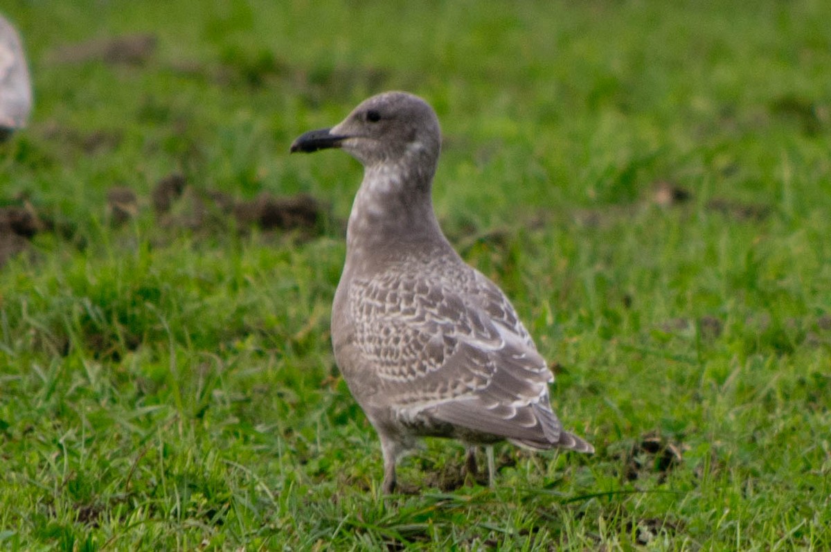 Glaucous-winged Gull - Fred Hochstaedter