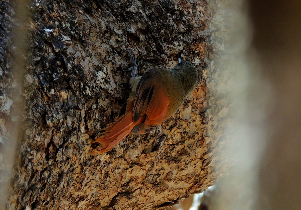 Olivaceous Woodcreeper - ML134143921