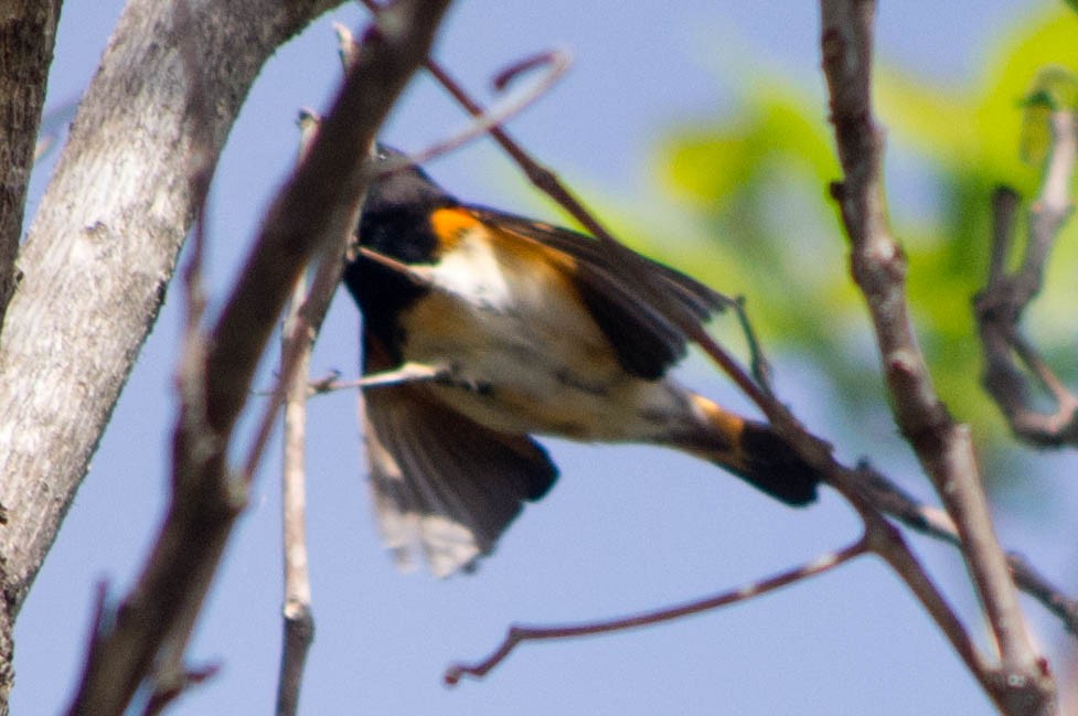 American Redstart - Fred Hochstaedter