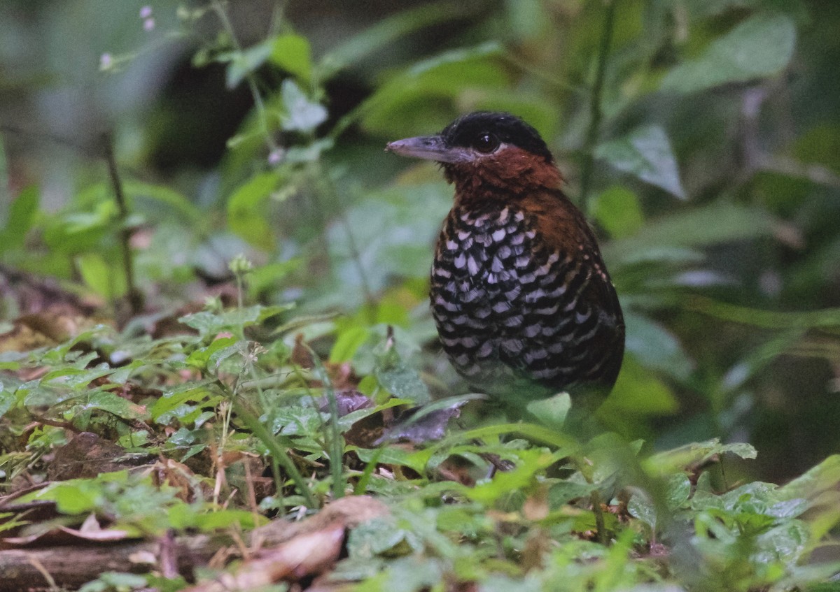 Black-crowned Antpitta - ML134143981