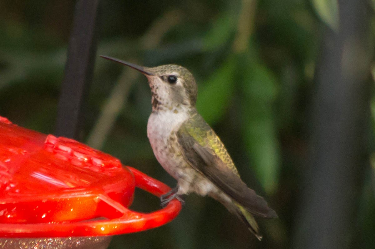 Anna's Hummingbird - ML134144481