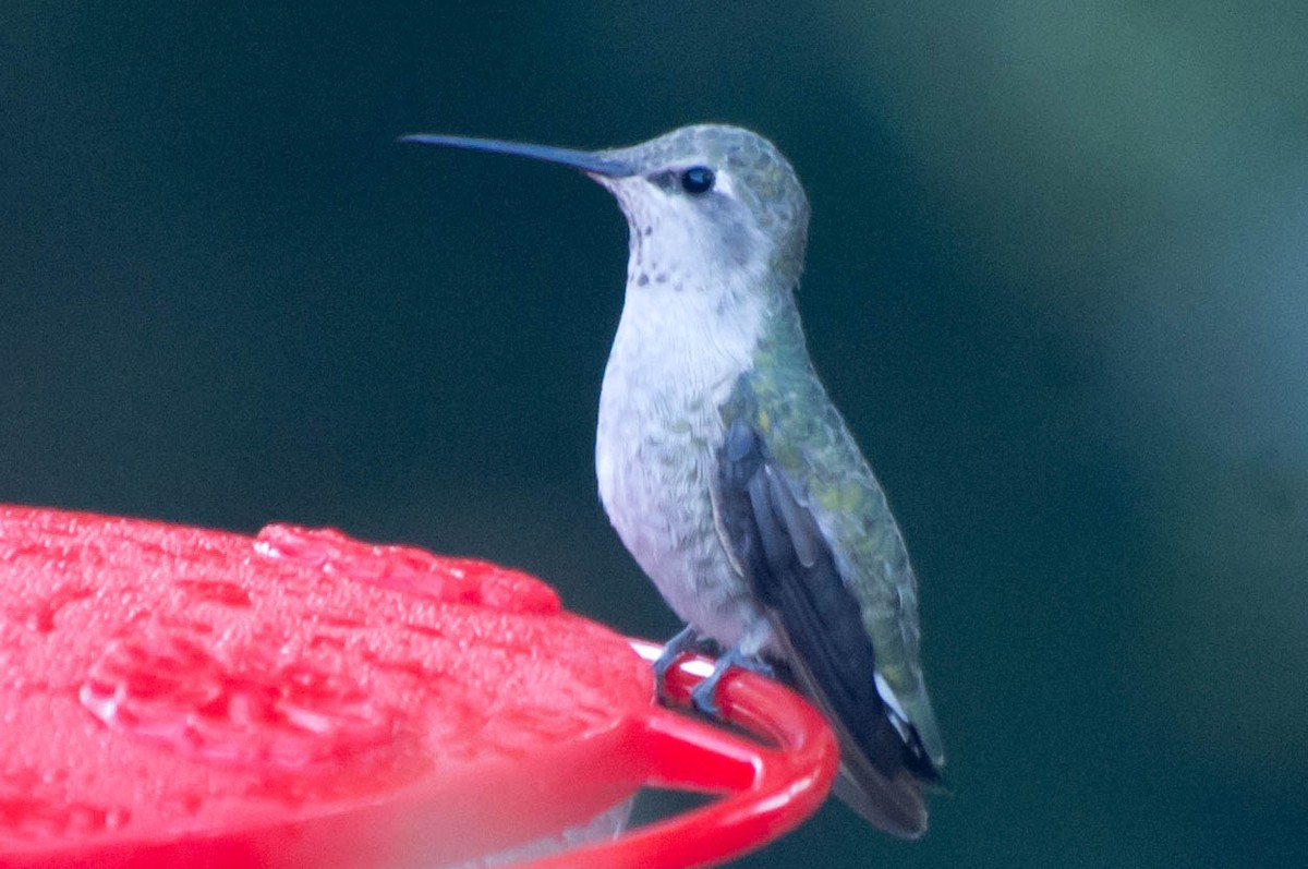 Anna's Hummingbird - ML134144491