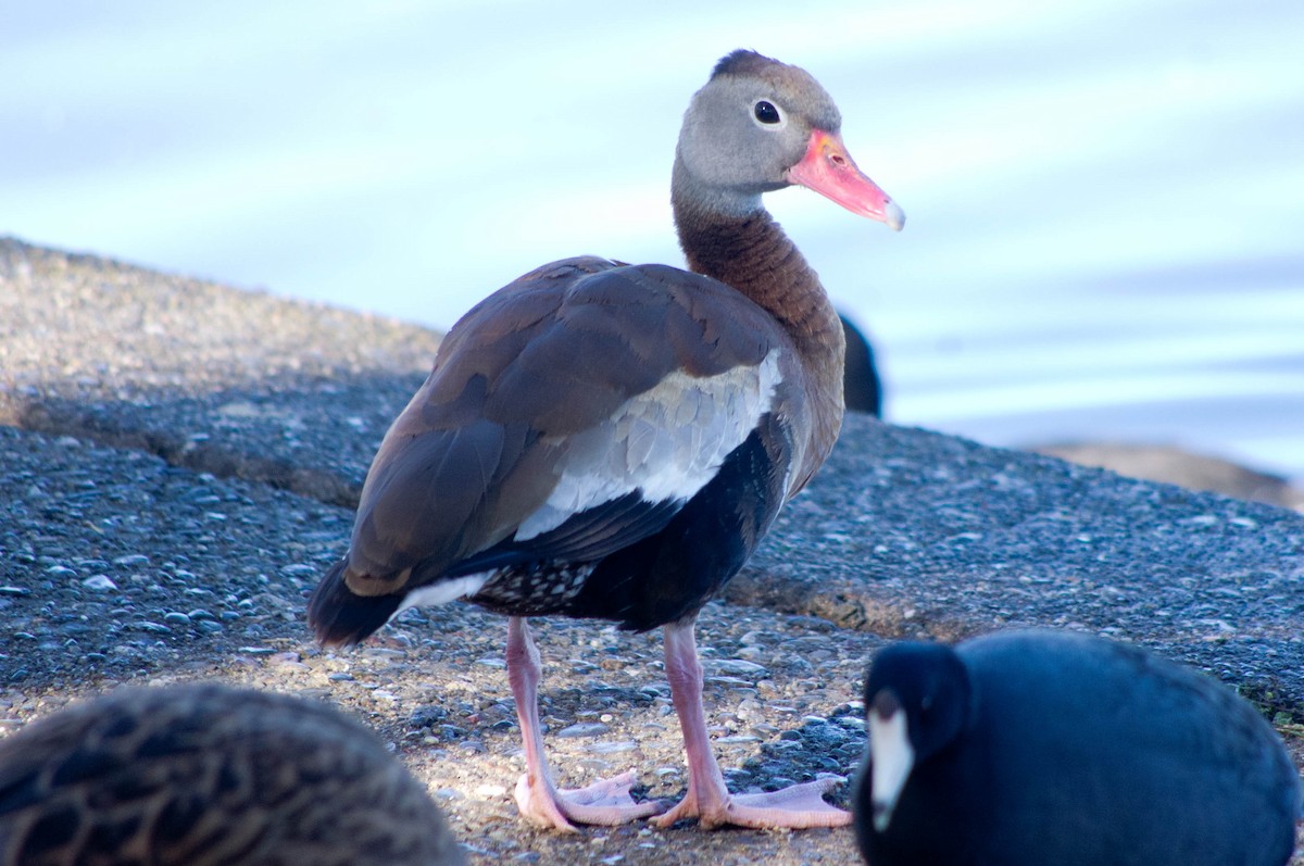 Black-bellied Whistling-Duck - ML134144991