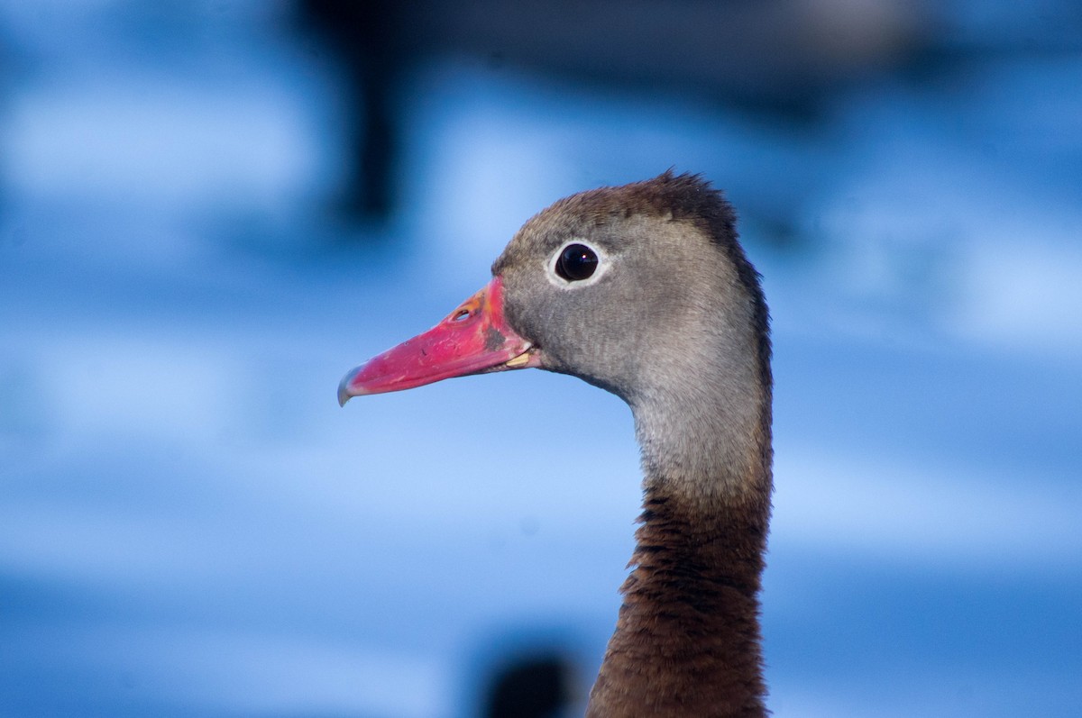 Black-bellied Whistling-Duck - ML134145001
