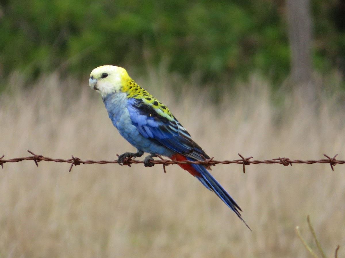 Pale-headed Rosella - ML134145231