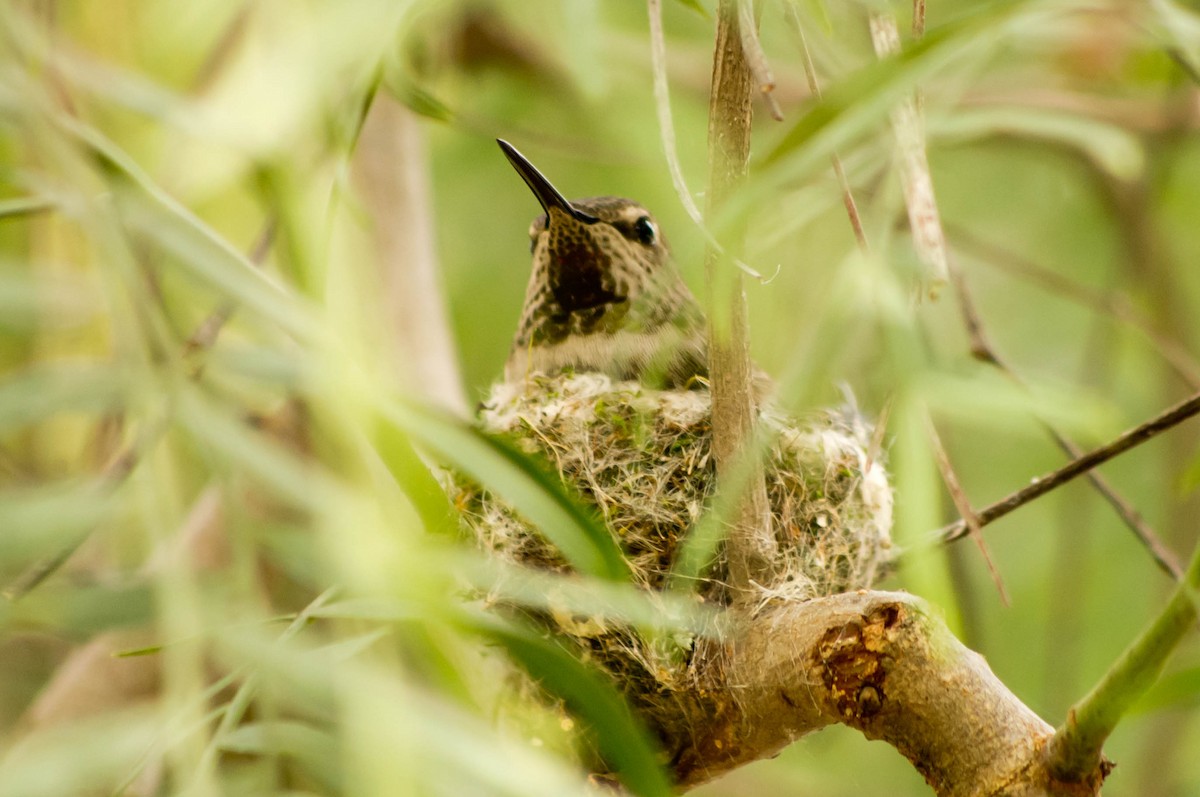 Anna's Hummingbird - ML134145501