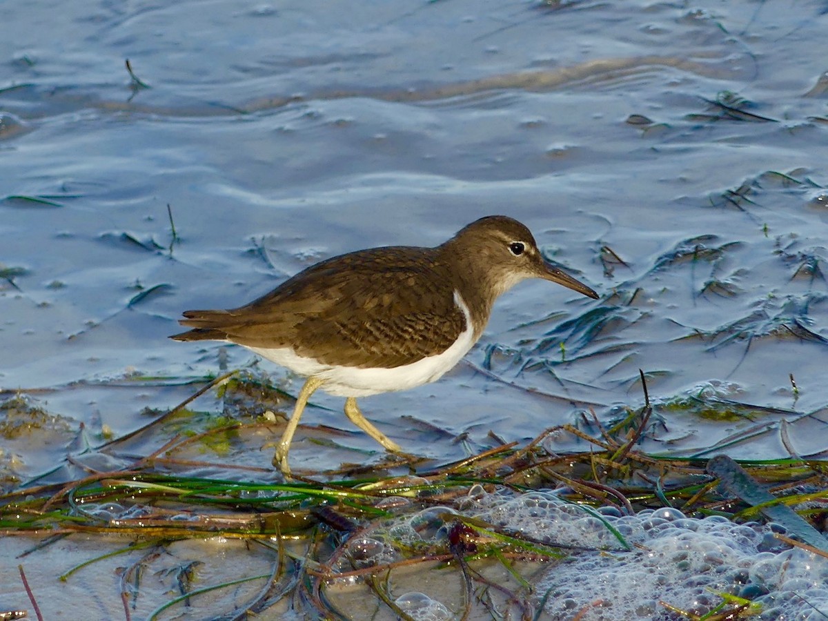 Spotted Sandpiper - ML134146811