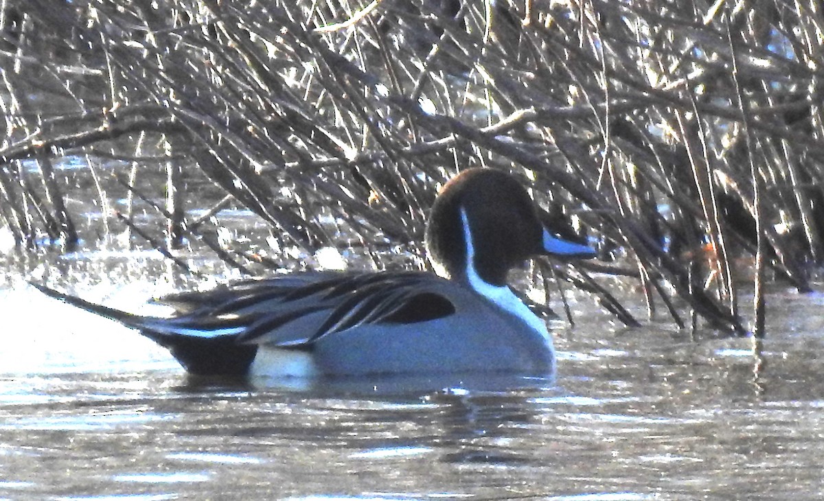 Northern Pintail - ML134146921