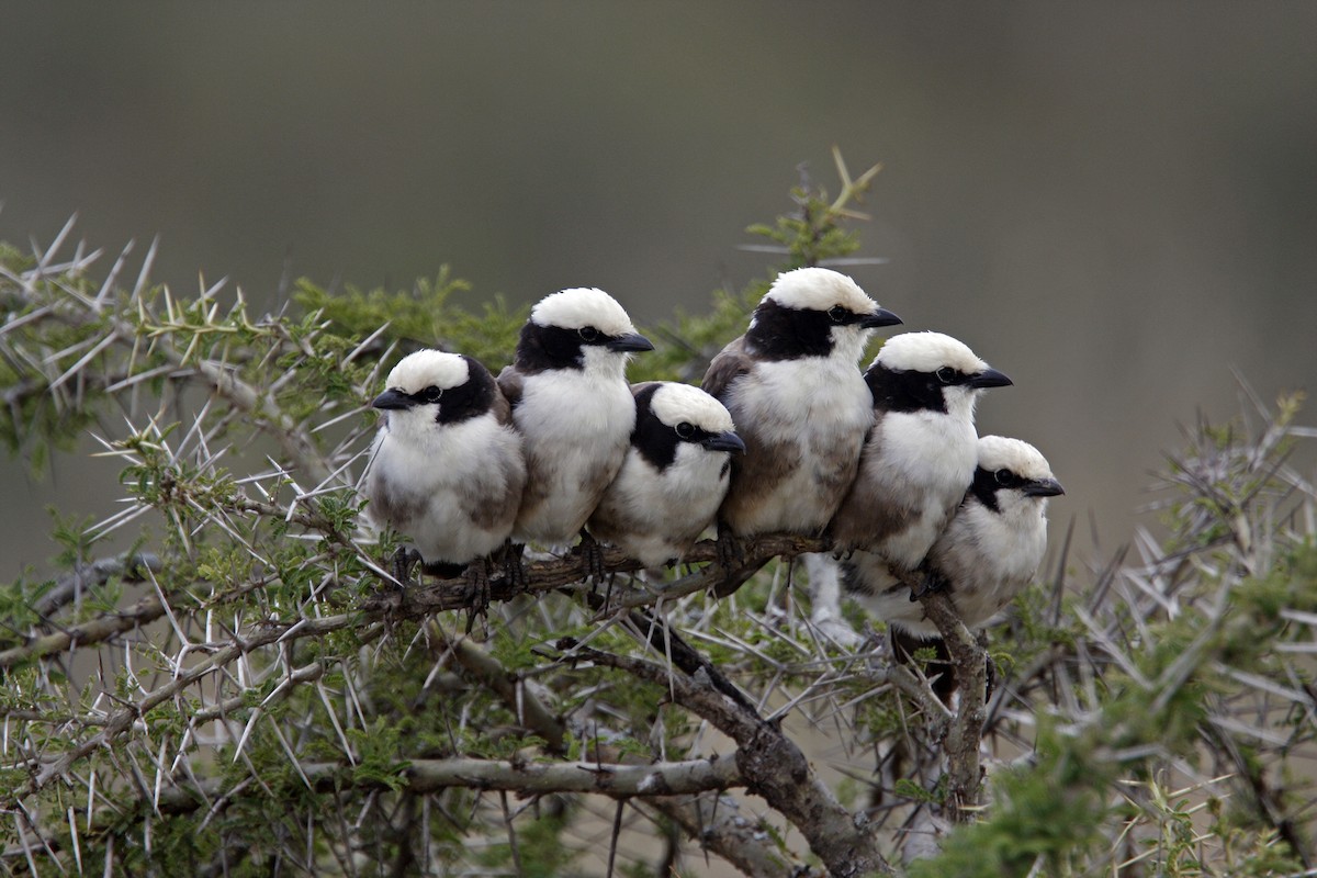 White-rumped Shrike - ML134147731