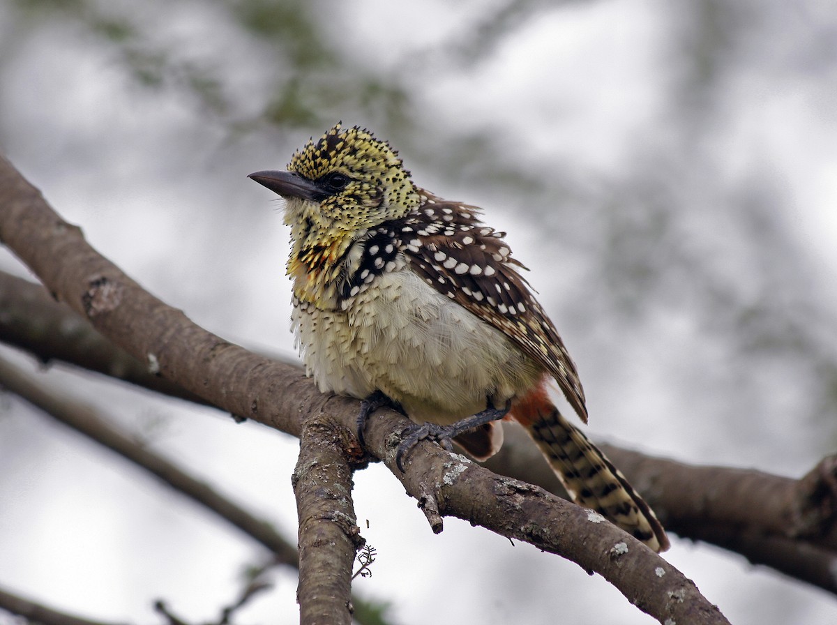 D'Arnaud's Barbet - ML134147991