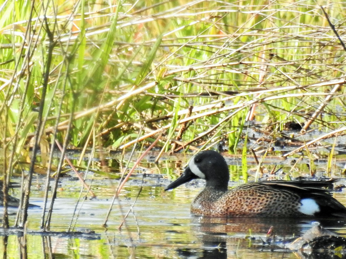 Blue-winged Teal - ML134148461