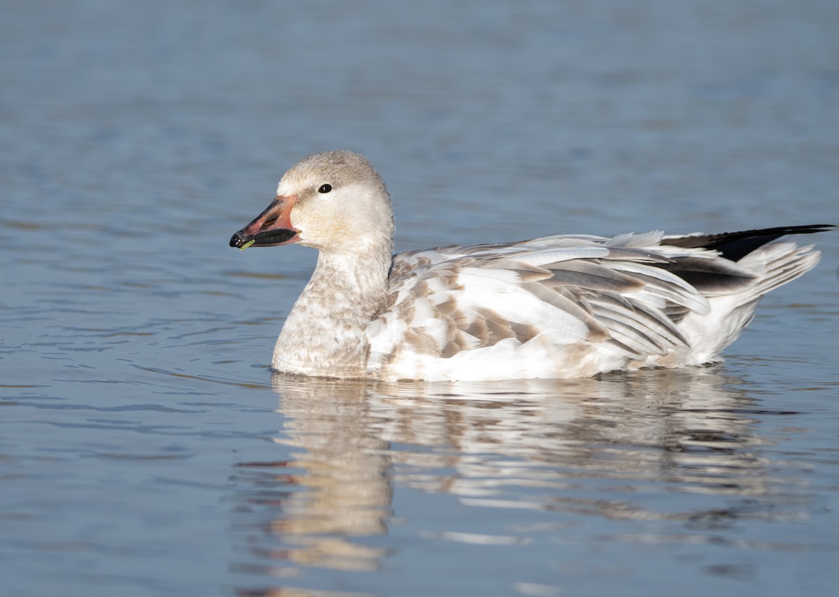 Snow Goose - Levi Plummer