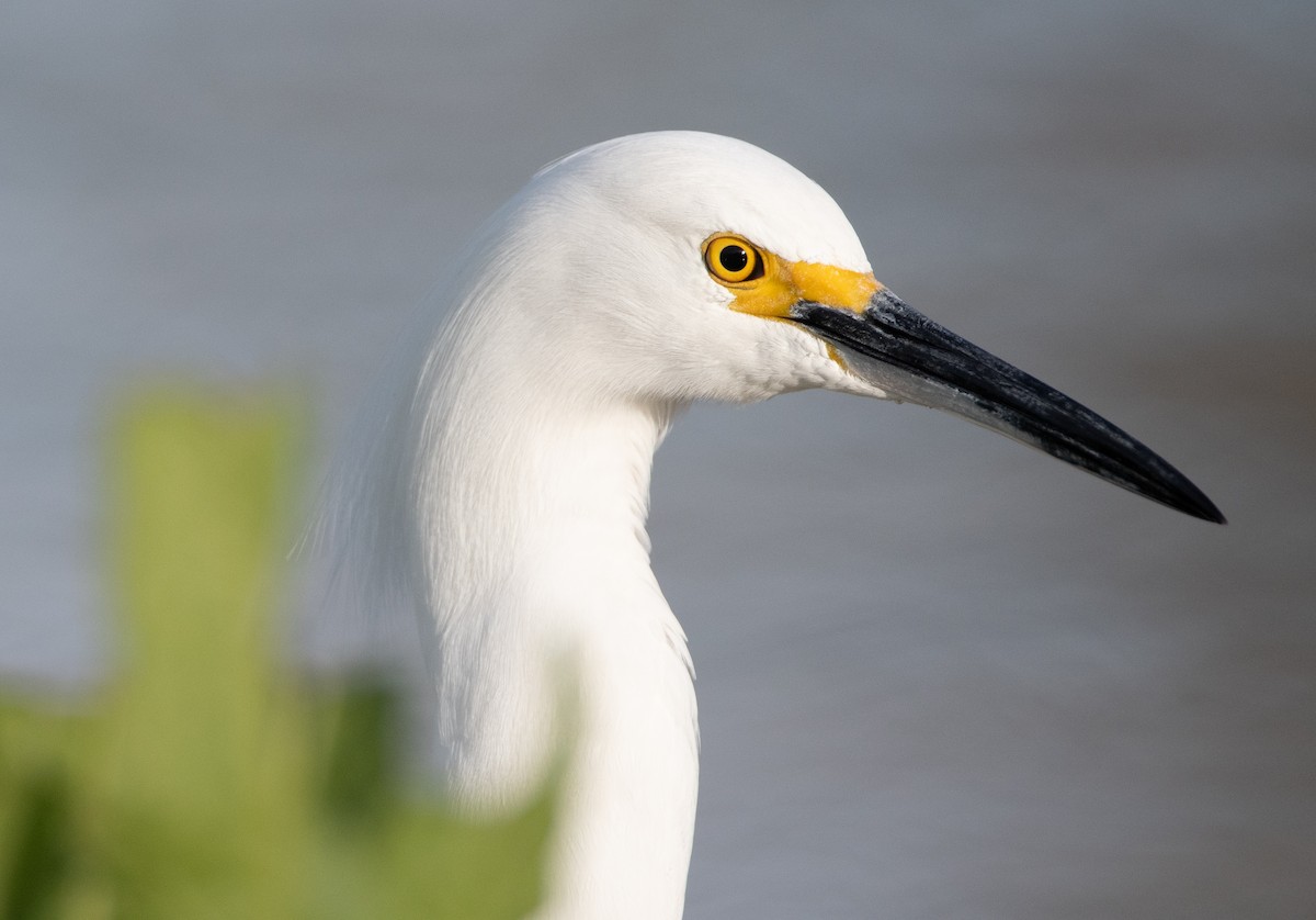 Snowy Egret - ML134148991