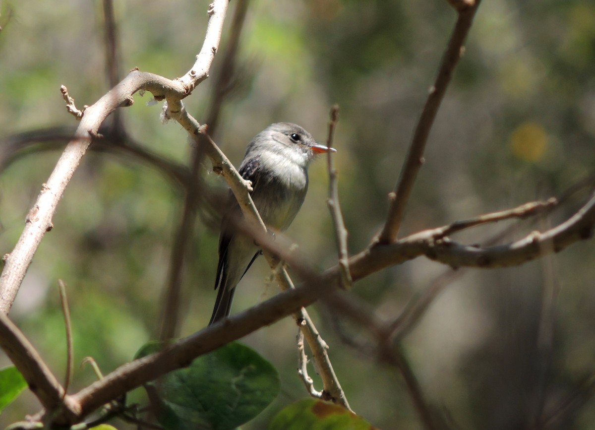 Tumbes Pewee - ML134149011