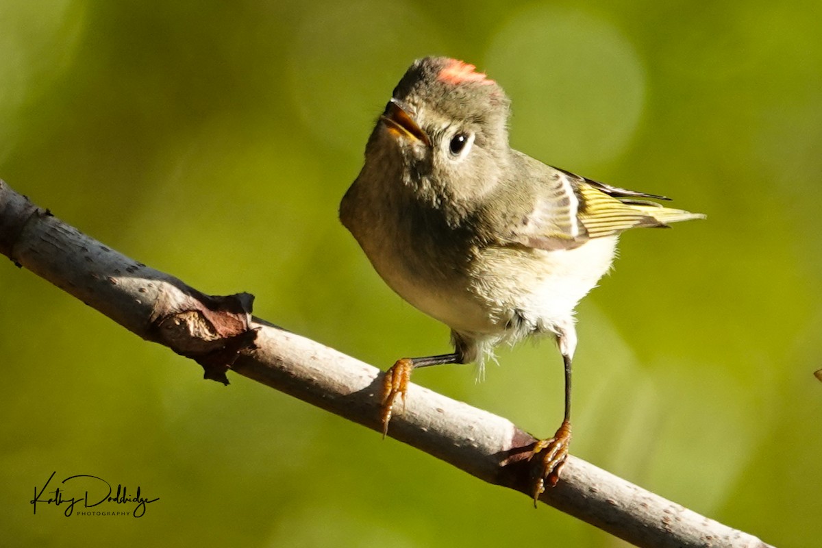 Ruby-crowned Kinglet - ML134149381