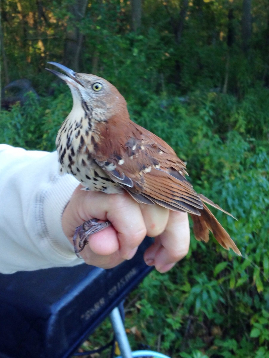 Brown Thrasher - Rachel Holzman