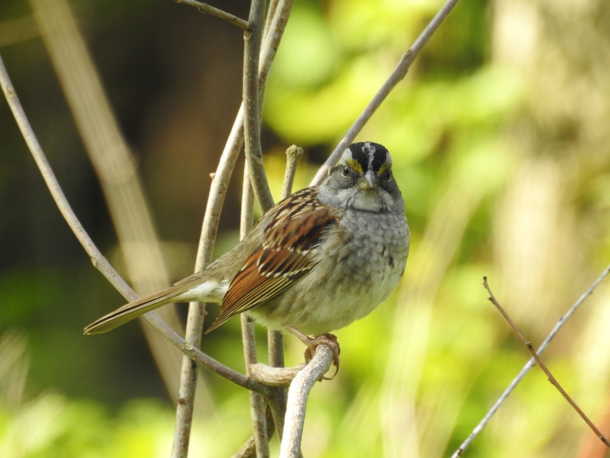 White-throated Sparrow - Tom M