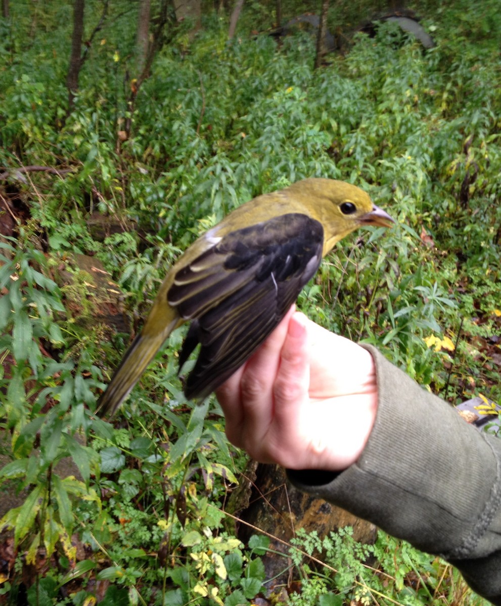 Scarlet Tanager - Rachel Holzman