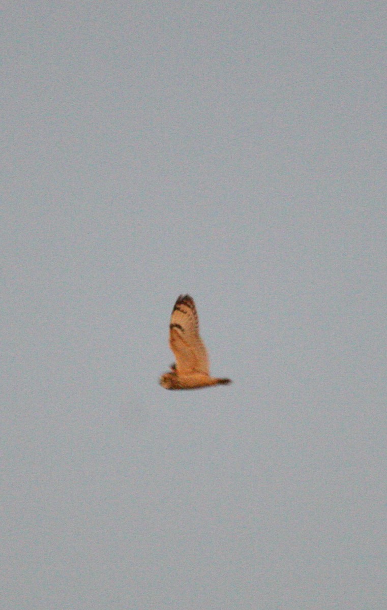 Short-eared Owl (Northern) - ML134150531