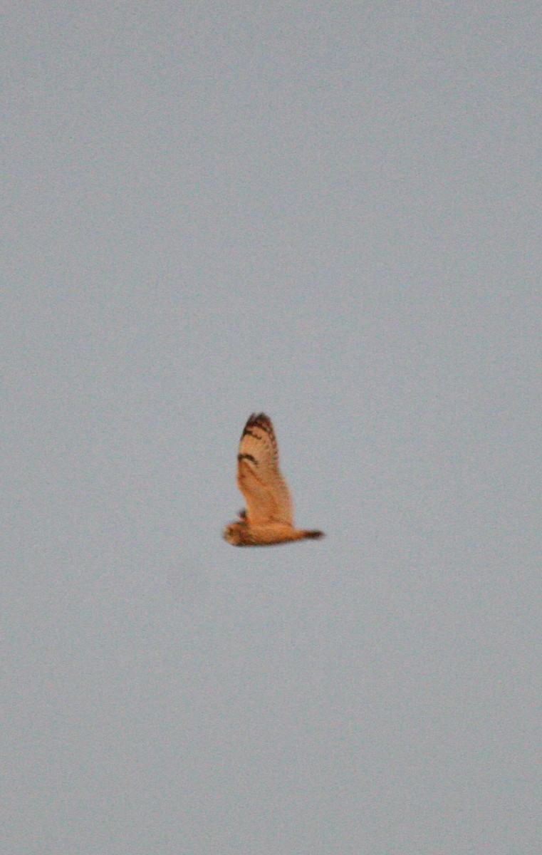 Hibou des marais (flammeus) - ML134150531