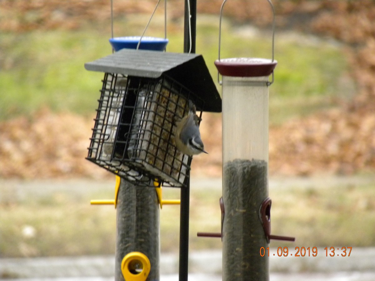 Red-breasted Nuthatch - ML134152631