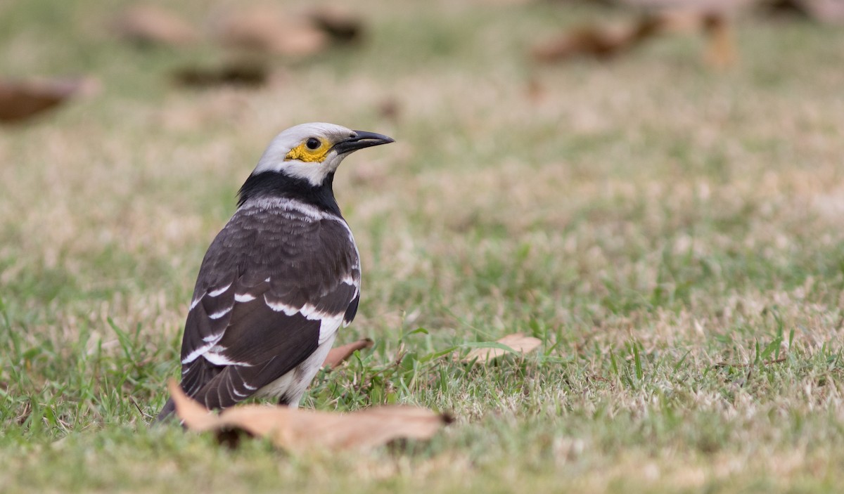 Black-collared Starling - ML134153711