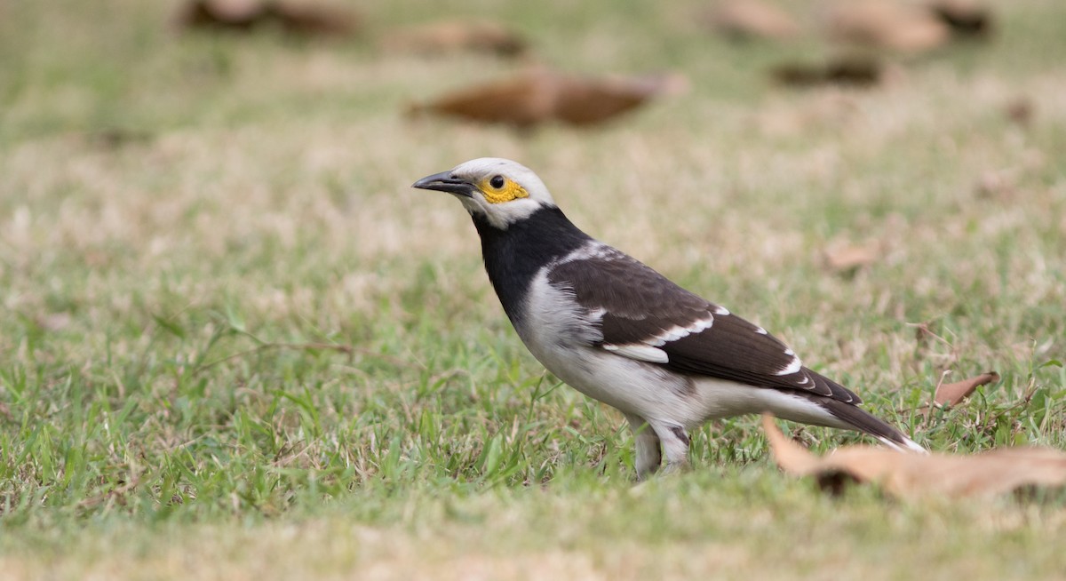Black-collared Starling - Doug Hitchcox